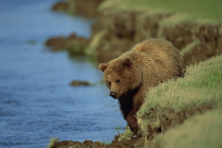Comstock Images/Stockbyte/Getty Images Bear walking alongside the shoreline.