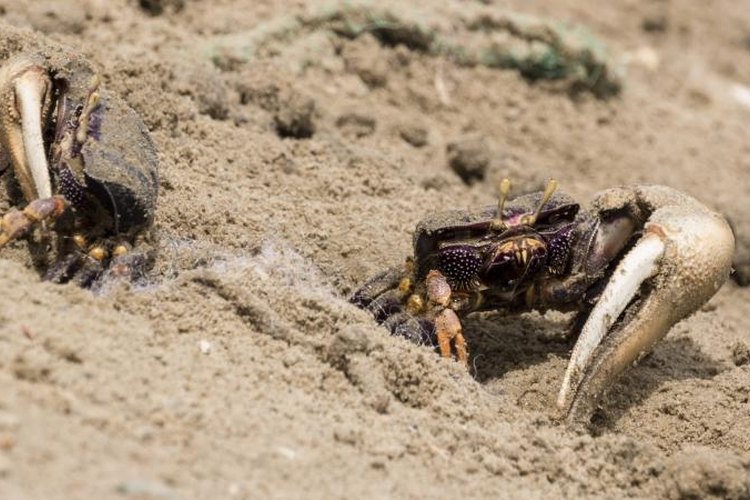 derejeb/iStock/Getty Images Male fiddler crabs use their enlarged claws to court females and battle other males.