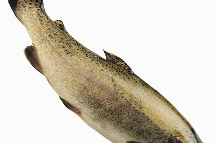 Digital Vision./Photodisc/Getty Images Homemade baits, such as garlic corn balls, sometimes work as well as live or artificial baits.