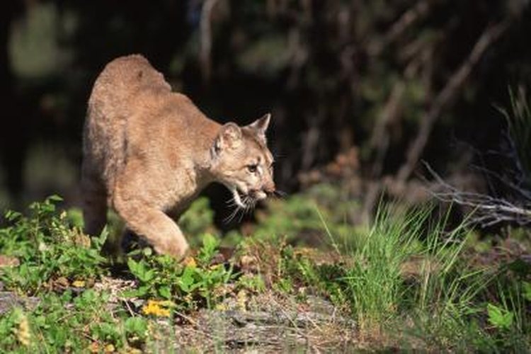 Jupiterimages/Photos.com/Getty Images Mountain lions usually avoid people.