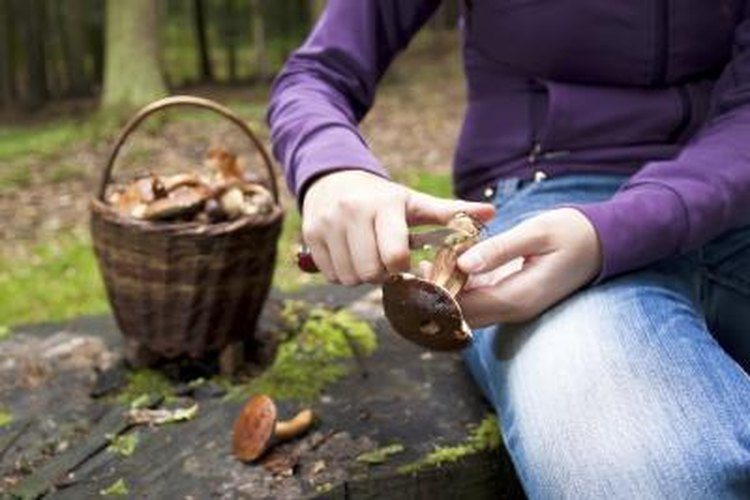 difught/iStock/Getty Images A woman cleans a fresh-picked mushroom with a small knife..