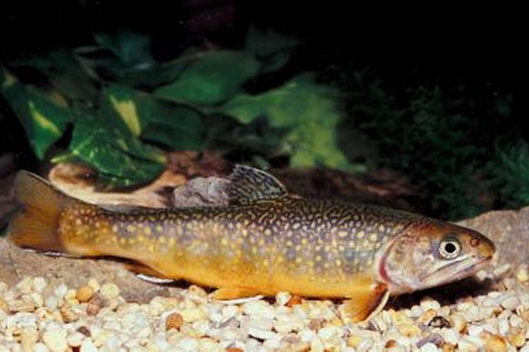 Jupiterimages/Photos.com/Getty Images Trout spawn at different times of the year, according to habitat and species.