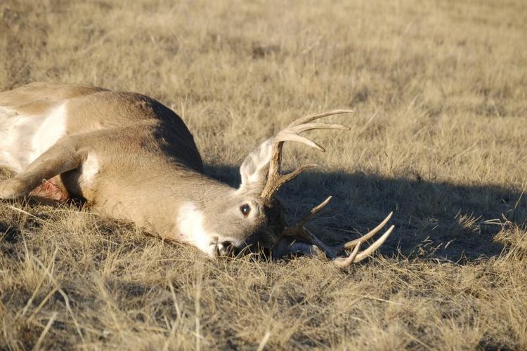 Andy Raatz/iStock/Getty Images Once you bag your deer, you'll need an adequate location to skin it.