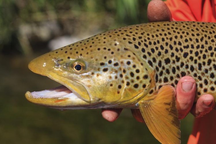 KevinCass/iStock/Getty Images Wild brown trout reside in some Southern California streams.