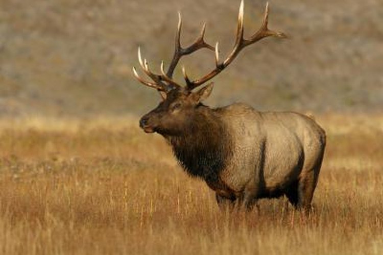 Best Colorado Elk Hunting Areas | Gone Outdoors | Your Adventure Awaits