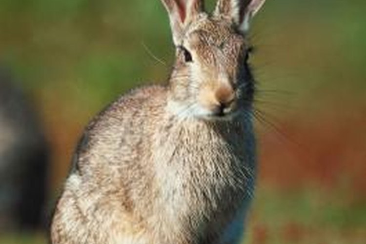 Jupiterimages/Photos.com/Getty Images Tanning rabbit pelts is an age-old process.