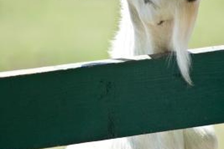 Jupiterimages/Photos.com/Getty Images Catching a wild goat can be a difficult task.