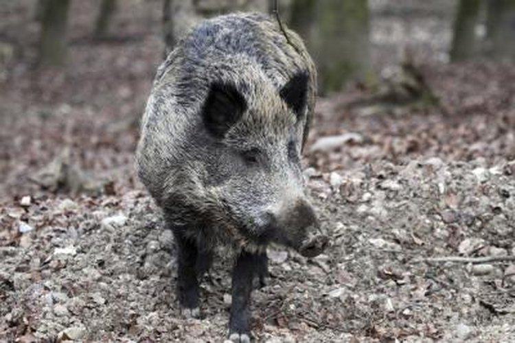 Ben185/iStock/Getty Images Wild boars like to forage at dawn or dusk.