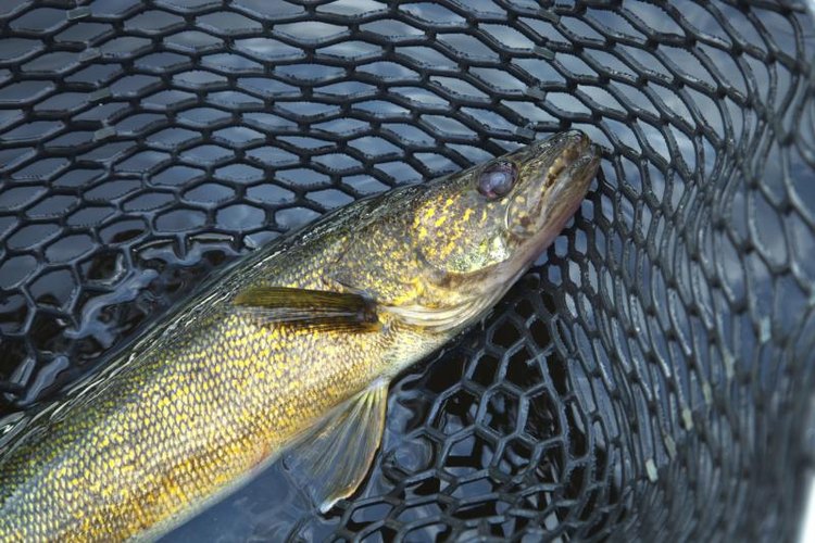 Willard/iStock/Getty Images Minnesota includes some of the best walleye fishing lakes in the country.