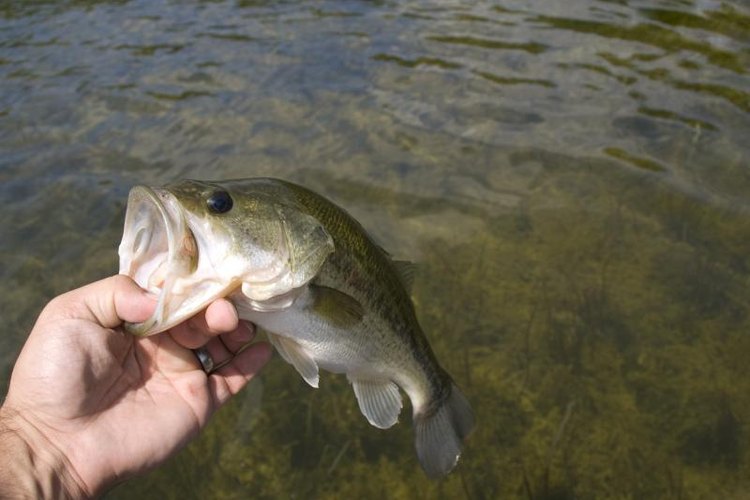 Matthew Warren/iStock/Getty Images Regulations improve the fishing experience for everyone.