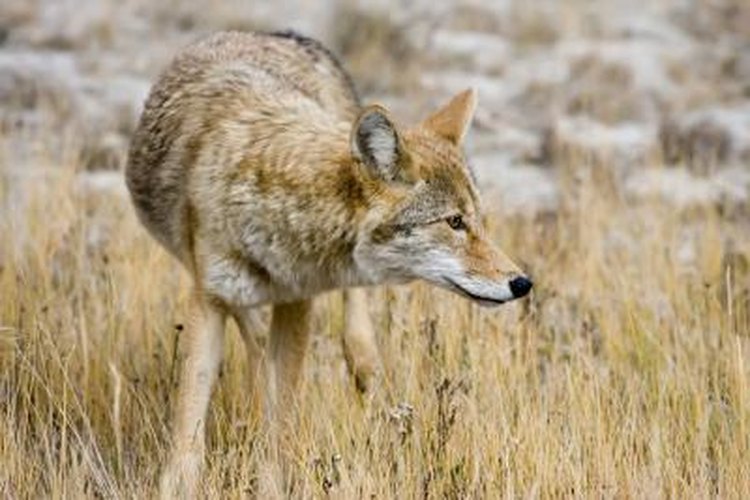 Boris Zhitomirsky/iStock/Getty Images Coyotes are naturally intelligent and suspicious