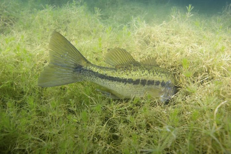 Wishorama/iStock/Getty Images Use weedless lures to target fish holding in heavy cover.