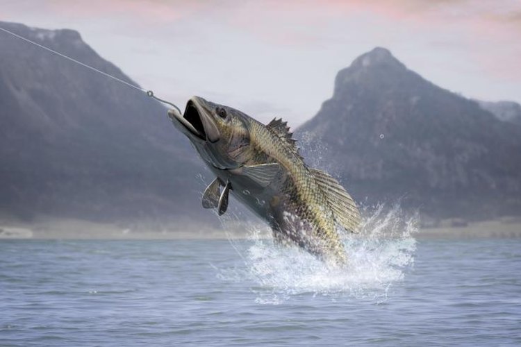 james steidl/iStock/Getty Images Braided line is often the choice of bass anglers.