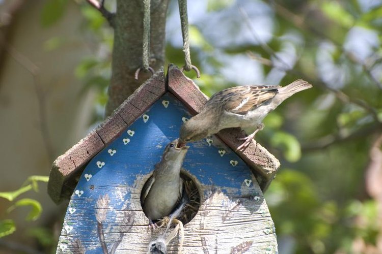 how-to-make-a-sparrow-trap-gone-outdoors-your-adventure-awaits