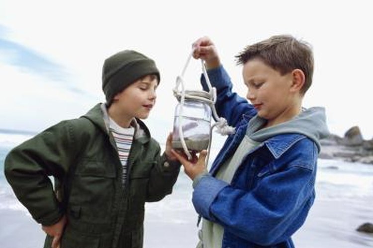 Stockbyte/Stockbyte/Getty Images Minnows are the best bait for catching yellow perch.