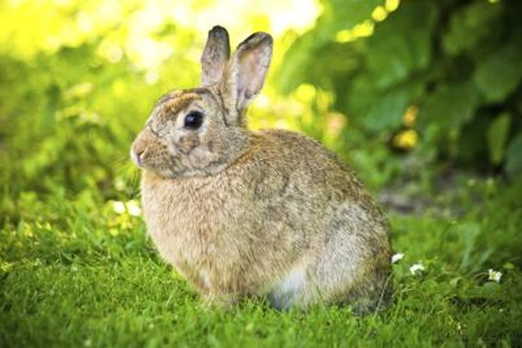 What Physical Adaptations Does a Rabbit Have to Help it Survive in Its