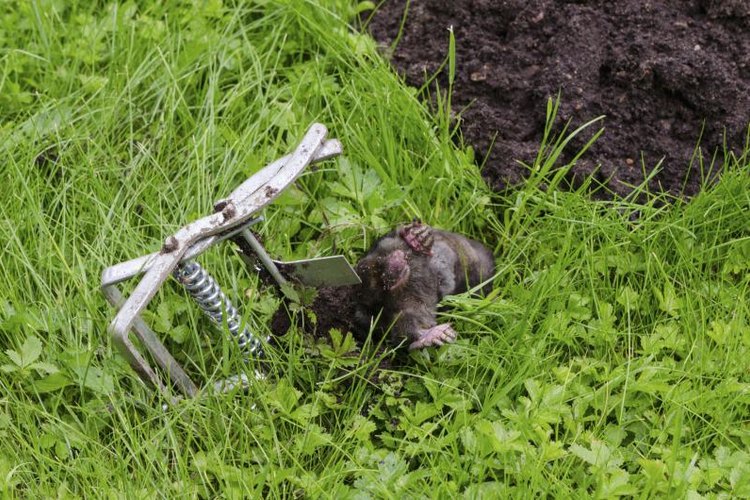 sauletas/iStock/Getty Images Certain wildlife can be considered a nuisance.