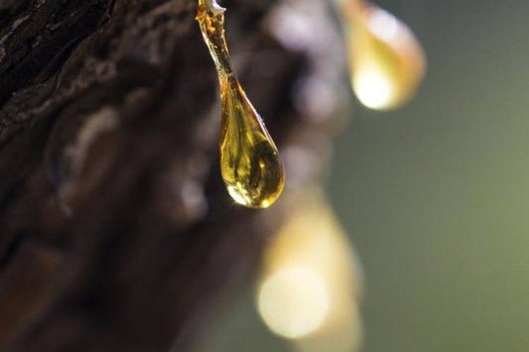 Pixelci/iStock/Getty Images You can collect and use pinesap to fuel your torch's fire.