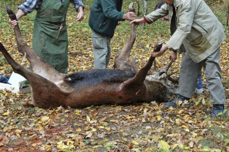 cynoclub/iStock/Getty Images A gut hook helps dress a deer without damaging it.