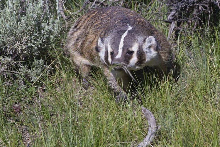 EbertStudios/iStock/Getty Images Badgers are sly and can be challenging to trap.