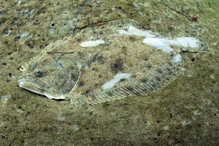 FtLaudGirl/iStock/Getty Images Camouflage flounder laying on the sand.