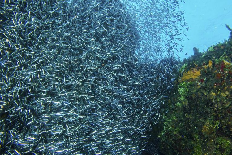 Hoatzinexp/iStock/Getty Images To catch lots of baitfish with a sabiki, you must find large schools.