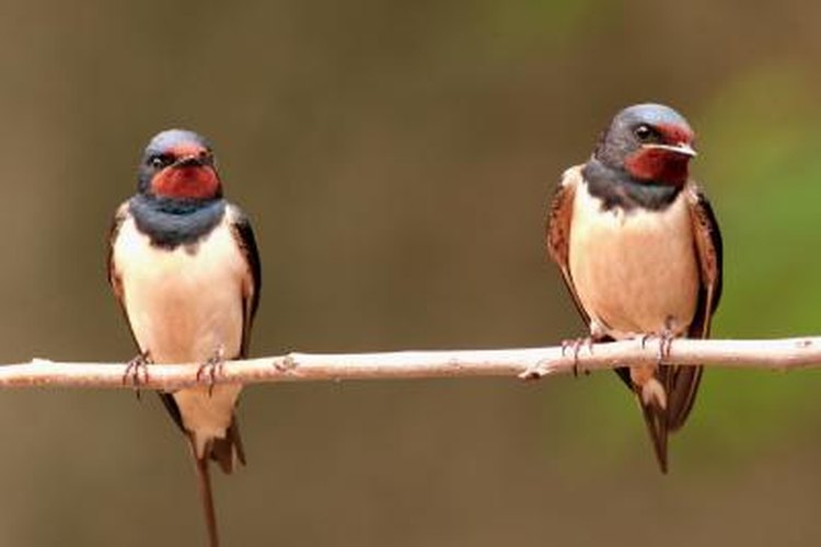 Borislav Borisov/iStock/Getty Images Members of the swallow family build mud nests.