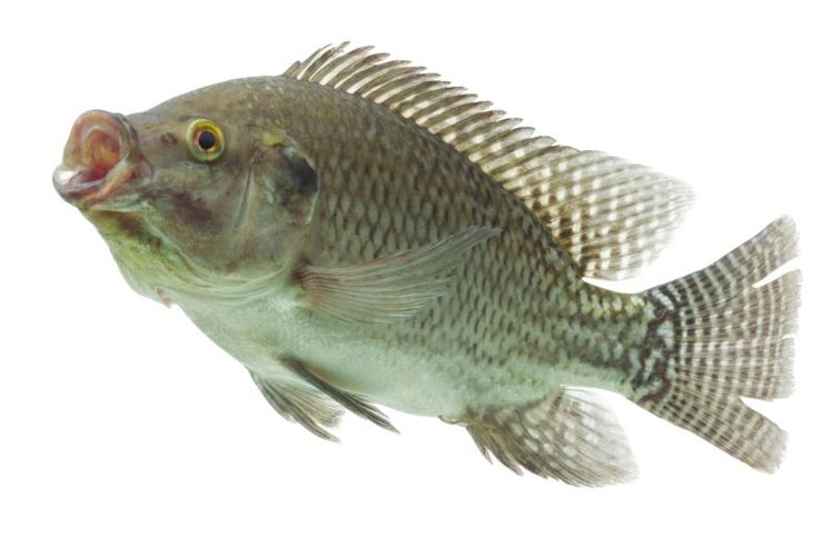 Ammit/iStock/Getty Images Tilapia have small mouths, so you must use tiny hooks and lures.