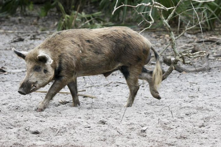 sstaton/iStock/Getty Images Wild hog walking on sand.