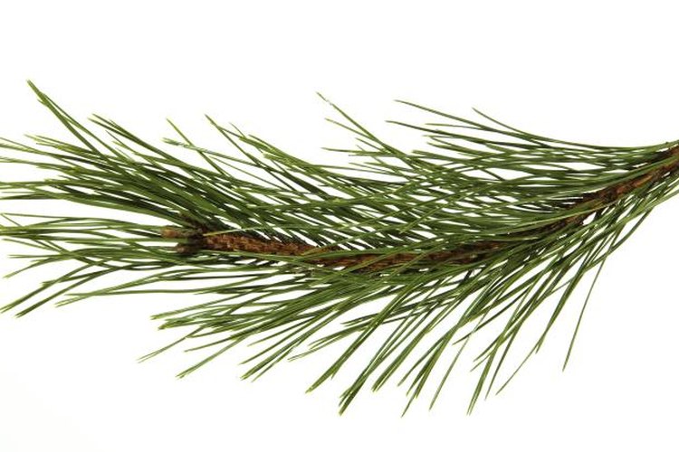 BigJoker/iStock/Getty Images In a pinch, rub pine needles on your boots to cover your scent.