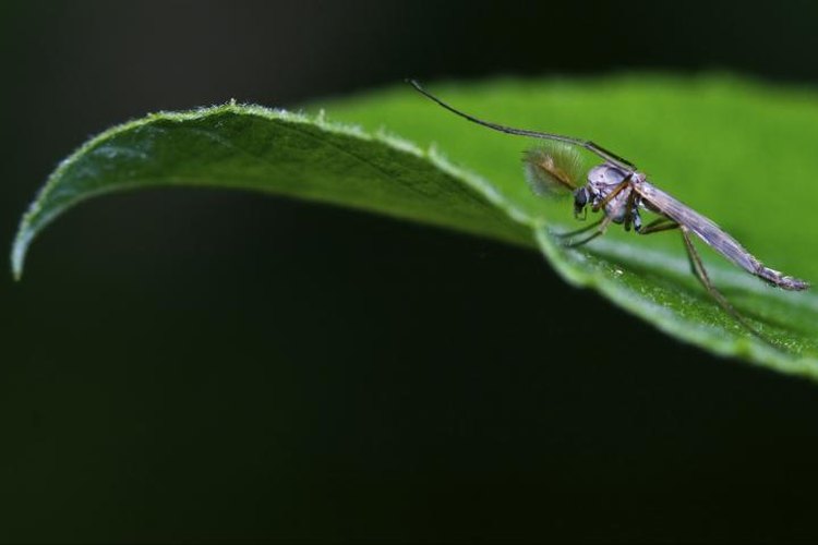 lkpro/iStock/Getty Images North America is home to biting as well as non-biting midges.