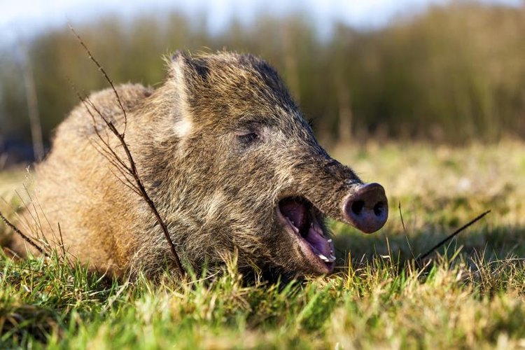 Hog Hunting Regulations in Texas | Gone Outdoors | Your Adventure Awaits