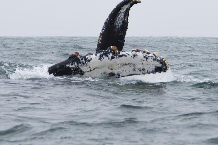 Elliot Hurwitt/iStock/Getty Images The giant whales of the sea aren't immune to barnacles either.