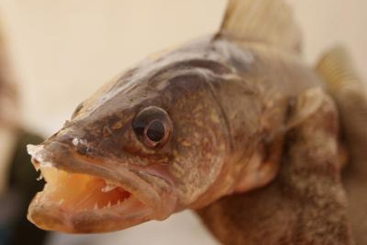 Scott Olson/Getty Images News/Getty Images The Columbia River is one of the Northwest's best walleye waters.