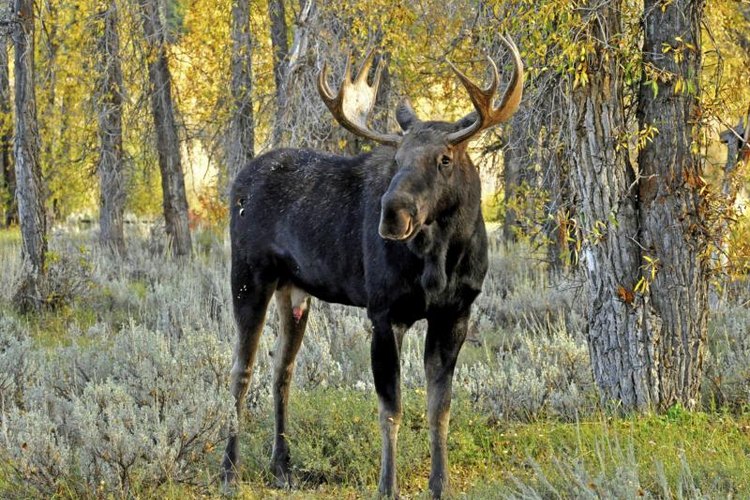 Betty4240/iStock/Getty Images A moose stands in a forest.