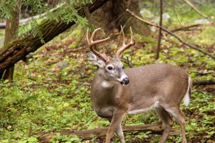Propstrike/iStock/Getty Images Large deer standing in forest.