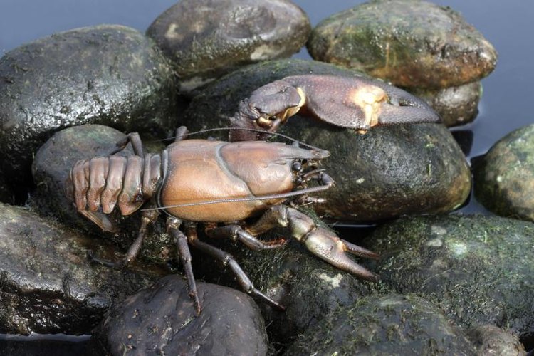 MikeLane45/iStock/Getty Images The signal crayfish (Pacifasticus leniusculus) is Washington's only native crayfish species.
