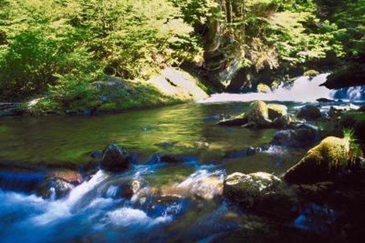 Jupiterimages/Photos.com/Getty Images Golden trout often hide behind submerged rocks and fallen trees.