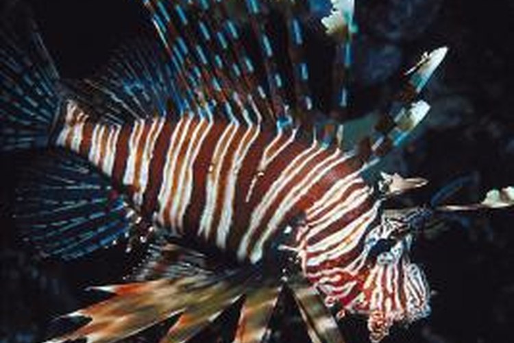 Jupiterimages/Photos.com/Getty Images The lionfish is originally from the waters of the Pacific and Indian oceans.