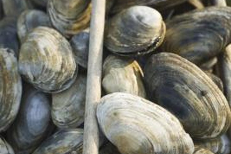 Jupiterimages/Brand X Pictures/Getty Images A clam's rings tell its age, like the rings of a tree, if you know how to read it.