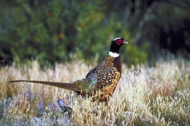 NA/AbleStock.com/Getty Images Pheasants are known for their distinguishing colors.