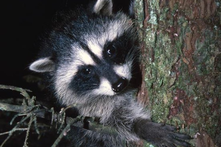 Design Pics/Design Pics/Getty Images Because raccoons are nocturnal and most likely to be trapped at night, check your traps each morning.