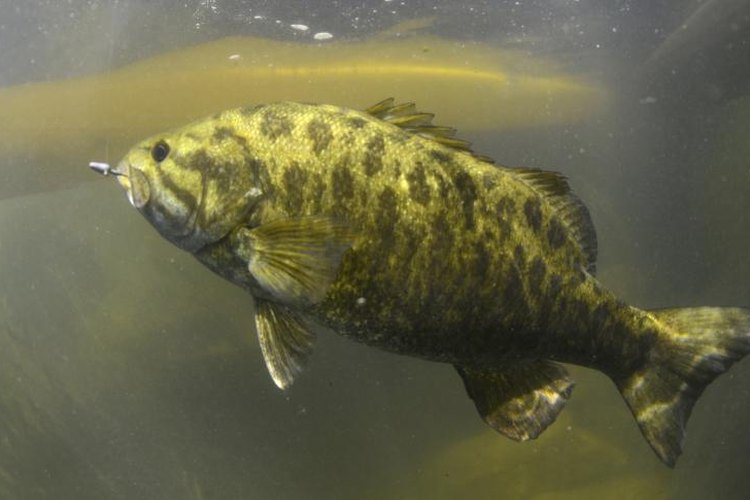 FtLaudGirl/iStock/Getty Images Smallmouth bass swimming underwater.