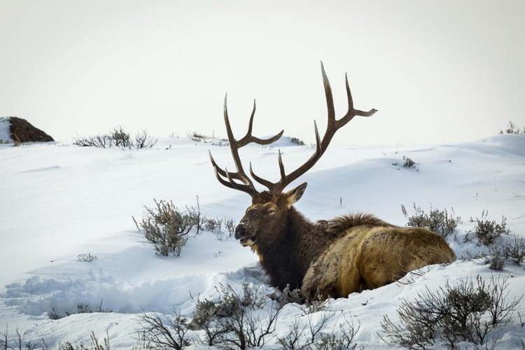 westernphotographs/iStock/Getty Images A buck elk resting in the snow.