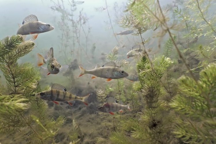 crisod/iStock/Getty Images Rigs with more than one lure are great for catching schooling species such as perch.