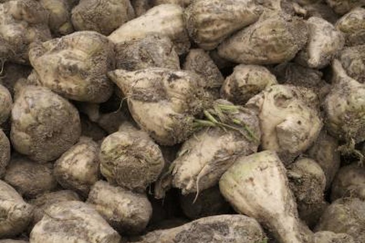 Sugar beets
