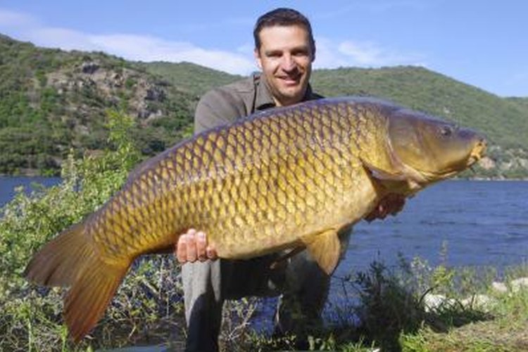 Sablin/iStock/Getty Images Carp have sharp senses of smell and taste, which makes natural baits more effective than artificial lures.