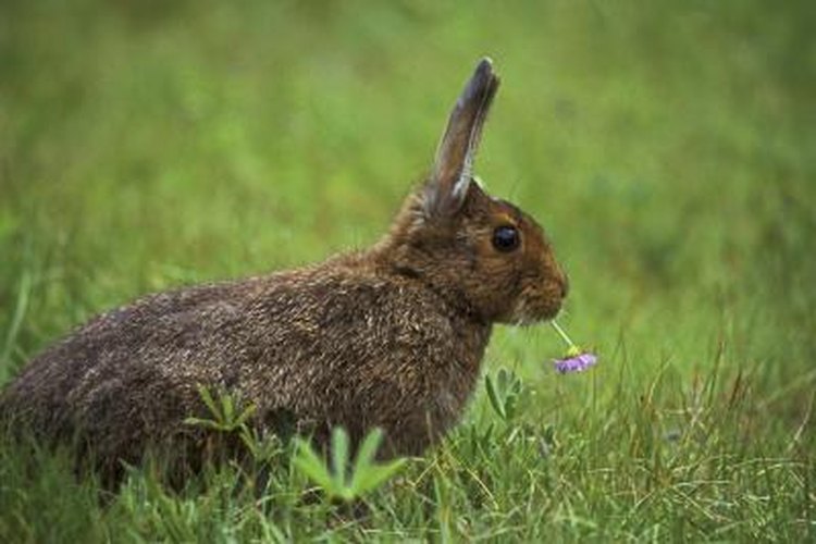 Purestock/Purestock/Getty Images Rabbits satisfy some of their moisture needs by eating plants covered with dew.