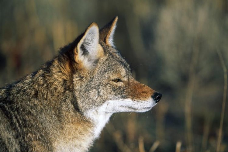 Design Pics/Design Pics/Getty Images Profile of coyote in the wild.