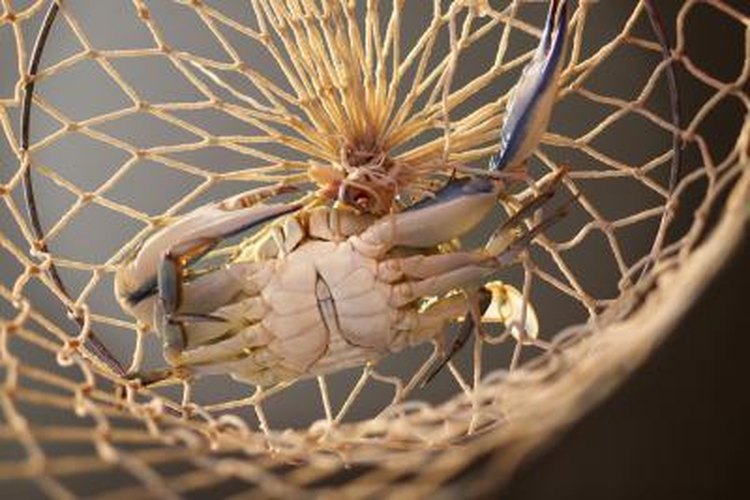 Thinkstock Images/Comstock/Getty Images Catching crabs can depend on the tides.